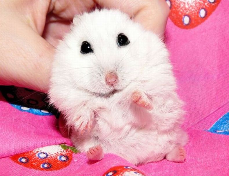 charming hamster with an unusually expressive eyes