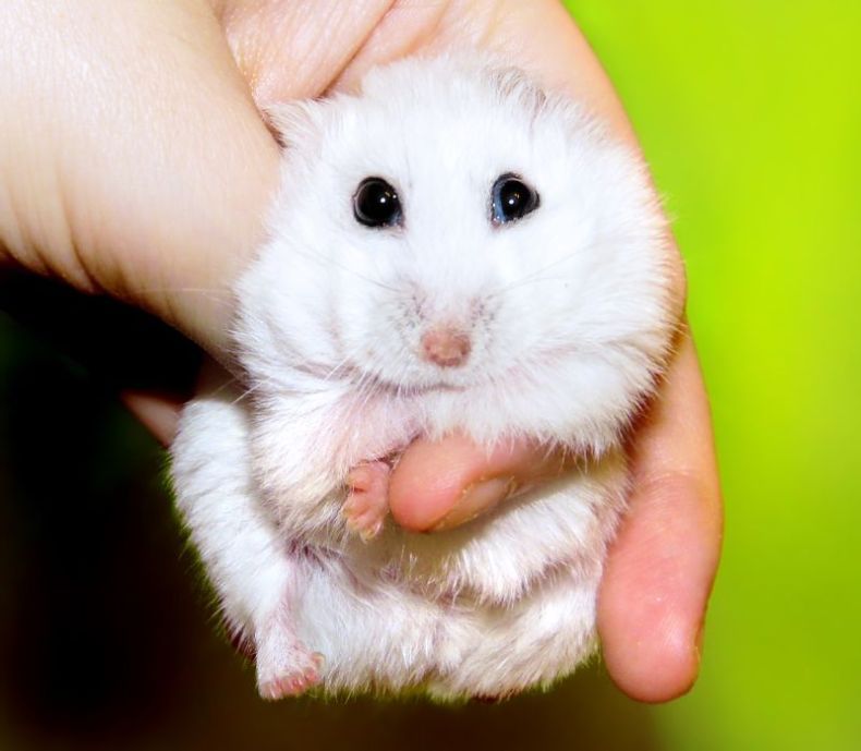 charming hamster with an unusually expressive eyes
