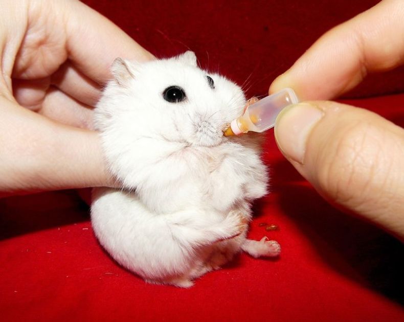 charming hamster with an unusually expressive eyes