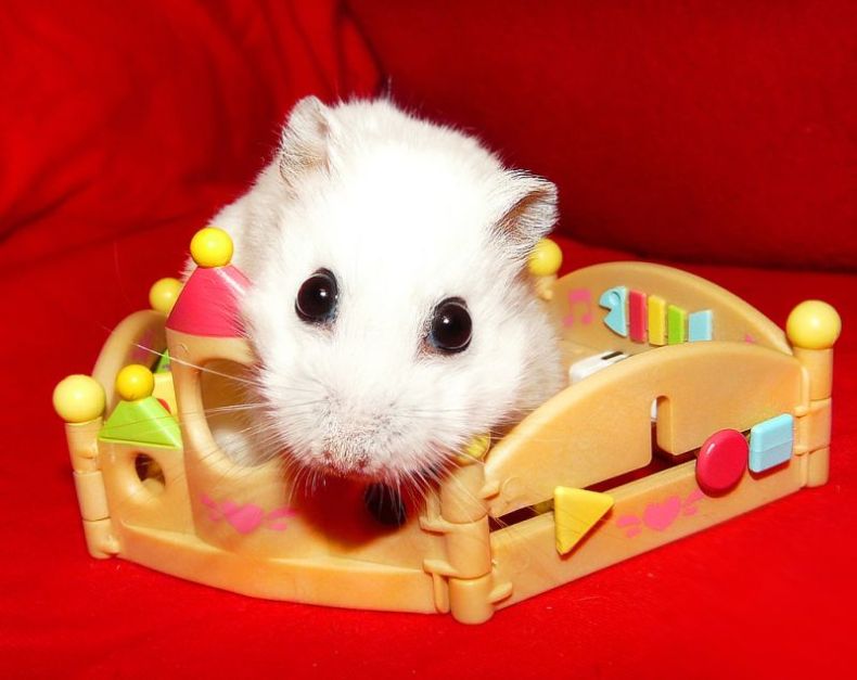 charming hamster with an unusually expressive eyes