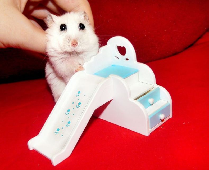 charming hamster with an unusually expressive eyes