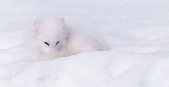 hidden animals