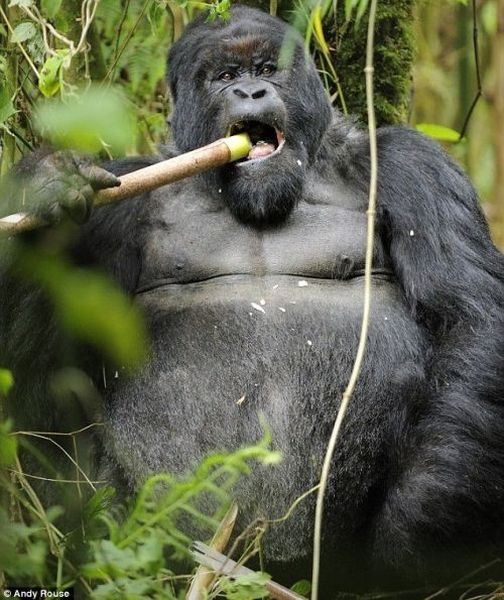 Rwanda, Gorilla by Andy Rose