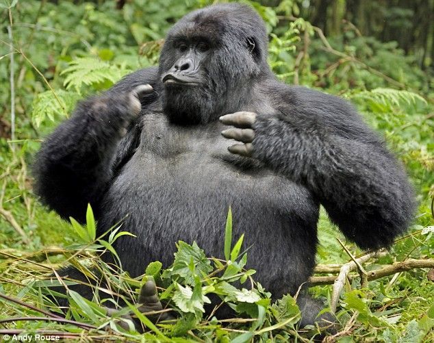Rwanda, Gorilla by Andy Rose