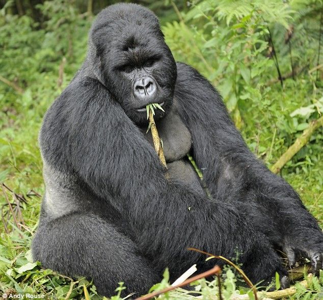 Rwanda, Gorilla by Andy Rose