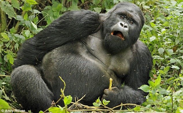 Rwanda, Gorilla by Andy Rose