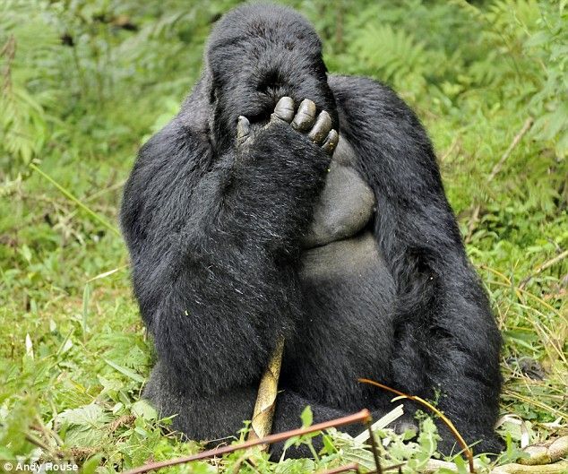 Rwanda, Gorilla by Andy Rose