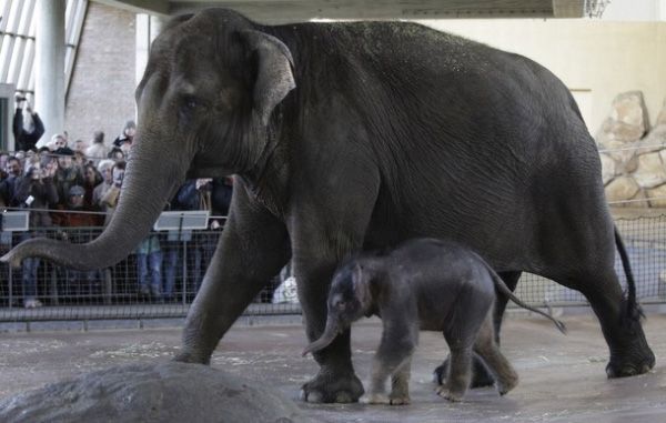 elephant first steps