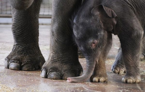 elephant first steps