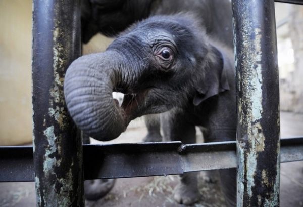 elephant first steps