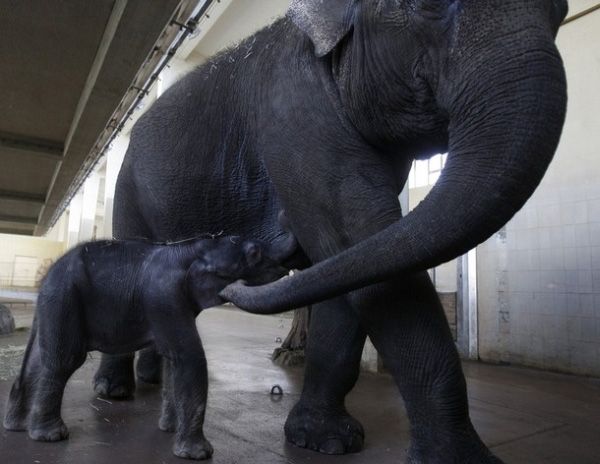 elephant first steps