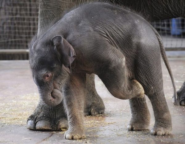 elephant first steps