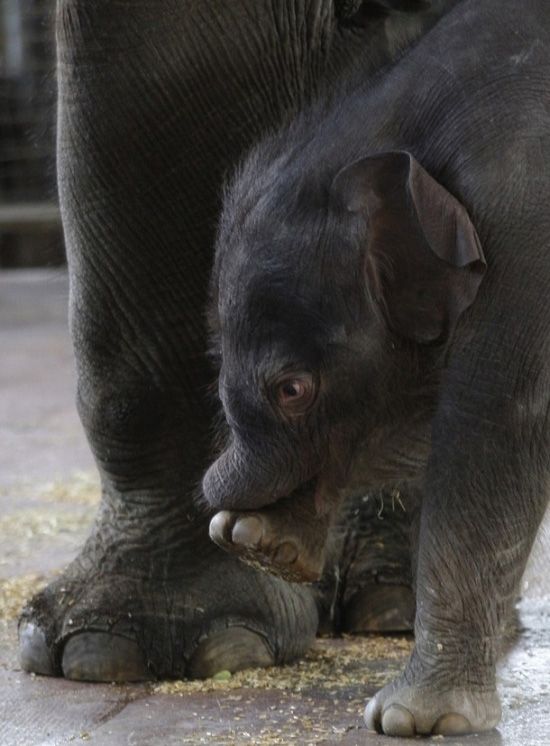 elephant first steps