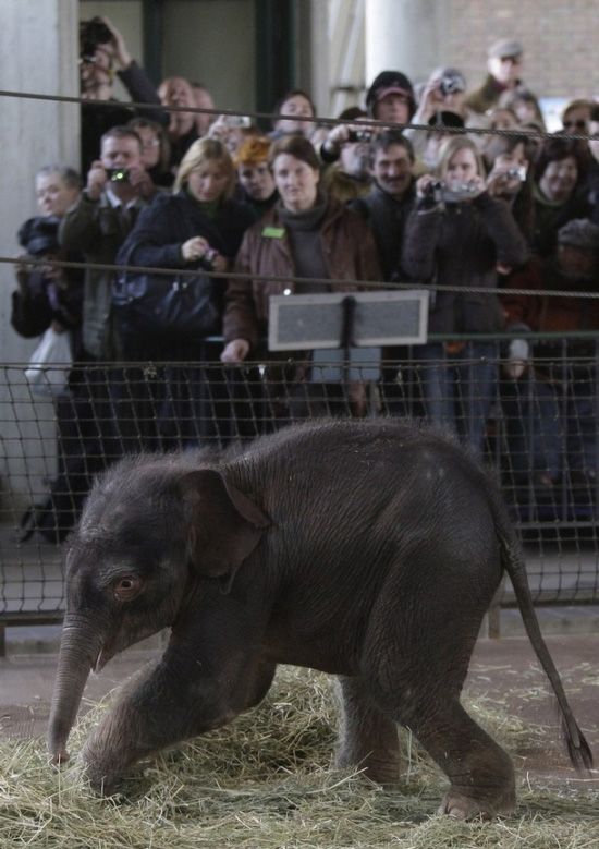 elephant first steps