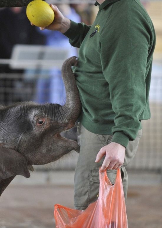elephant first steps