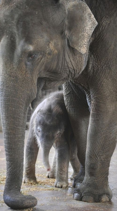 elephant first steps