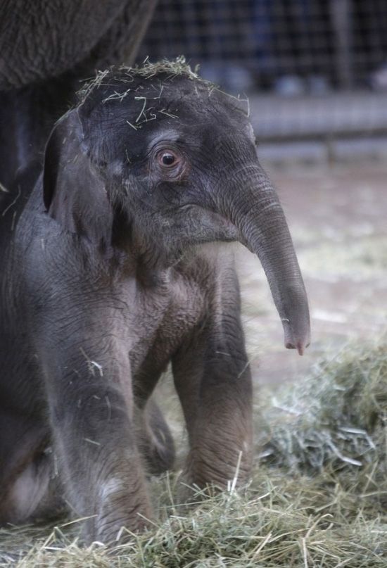 elephant first steps