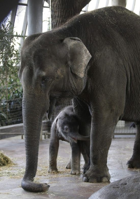 elephant first steps