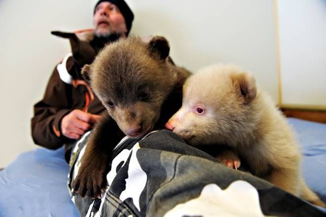 Salt and Pepper cubs