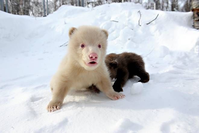 Salt and Pepper cubs