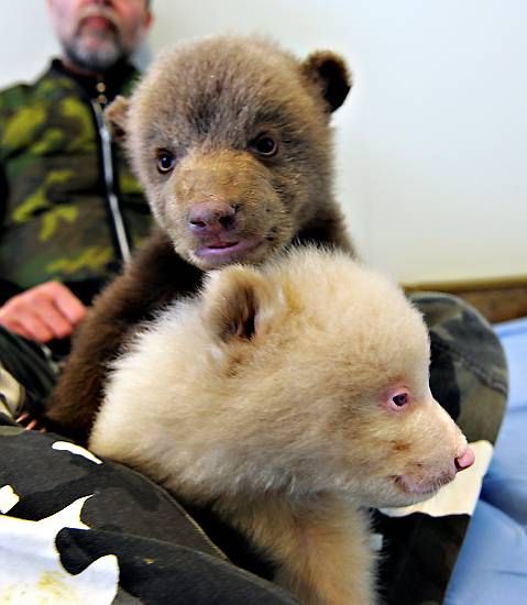 Salt and Pepper cubs