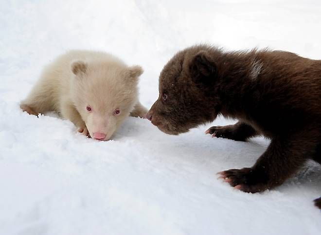 Salt and Pepper cubs