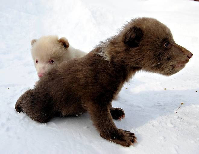 Salt and Pepper cubs