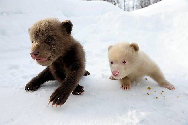 Salt and Pepper cubs