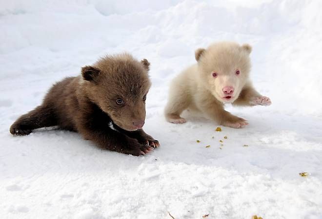 Salt and Pepper cubs