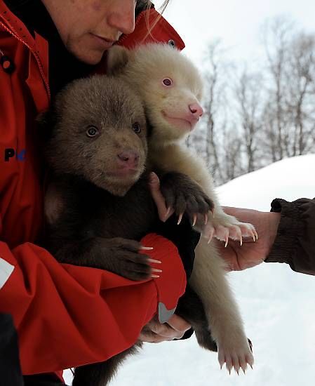 Salt and Pepper cubs