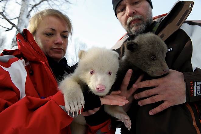 Salt and Pepper cubs