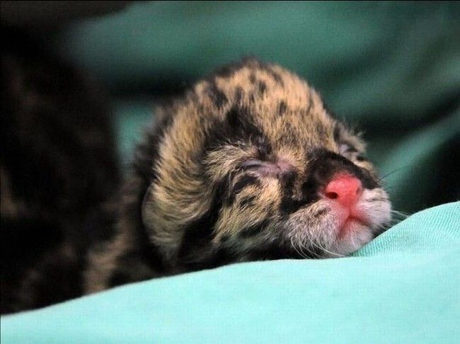 Two small leopard born at the National Zoo research center