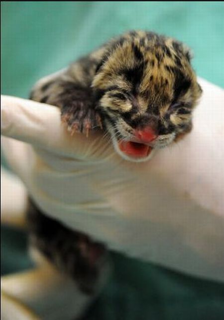 Two small leopard born at the National Zoo research center