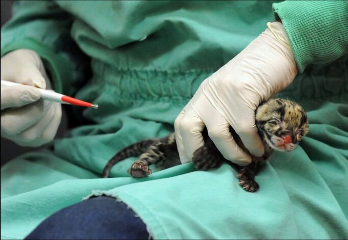 Two small leopard born at the National Zoo research center