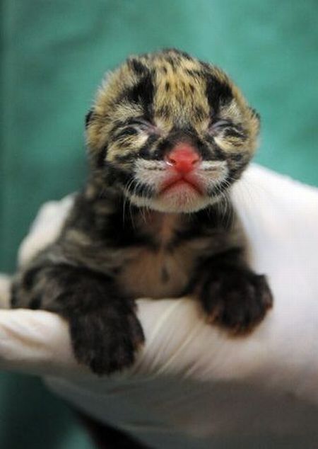 Two small leopard born at the National Zoo research center