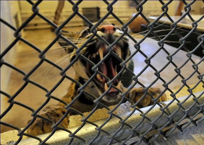 Two small leopard born at the National Zoo research center