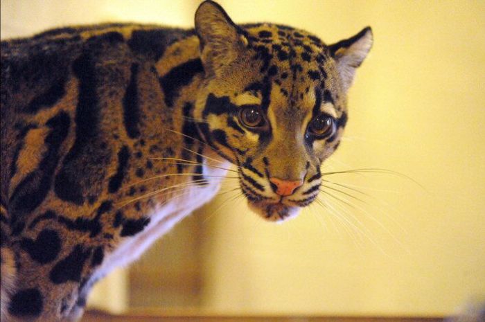 Two small leopard born at the National Zoo research center