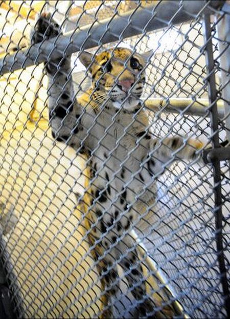 Two small leopard born at the National Zoo research center