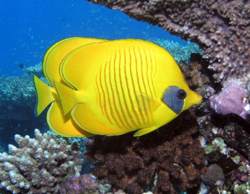 underwater animals photography