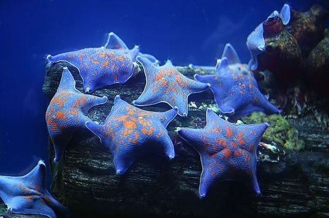 underwater animals photography