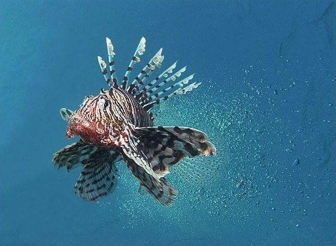 underwater animals photography