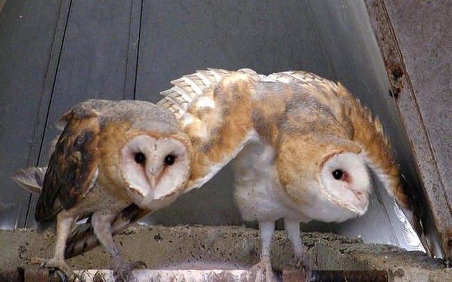 hypnotic owls