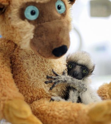babe animals