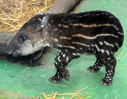 babe animals