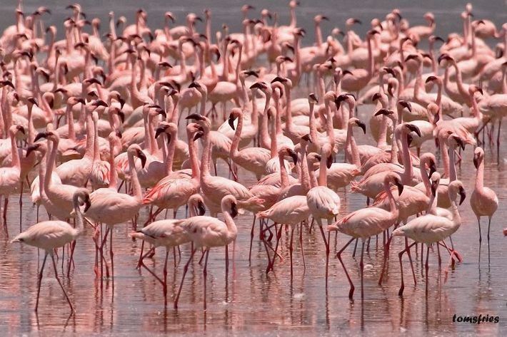 animal photography