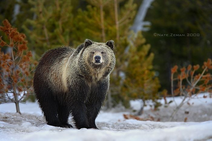 animal photography