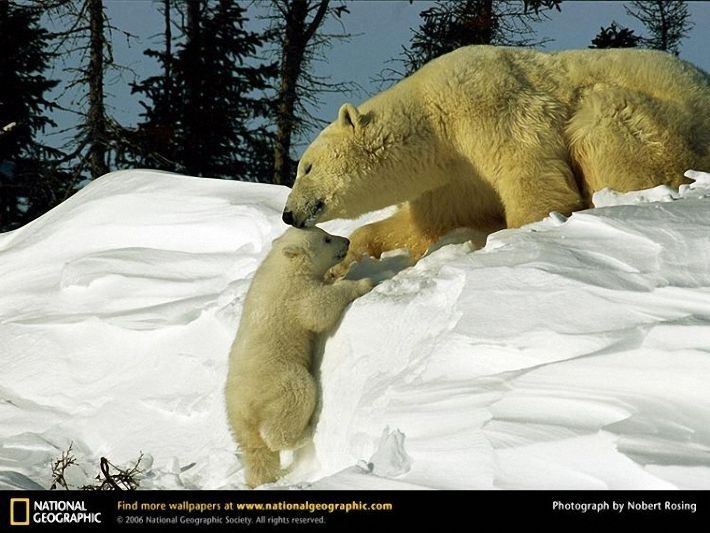 animal photography