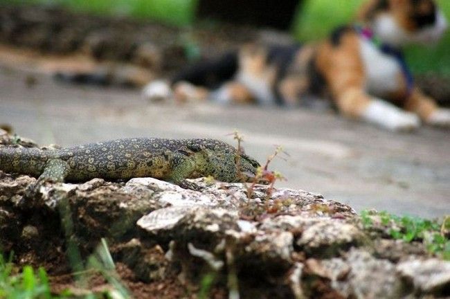 cat and lizard battle