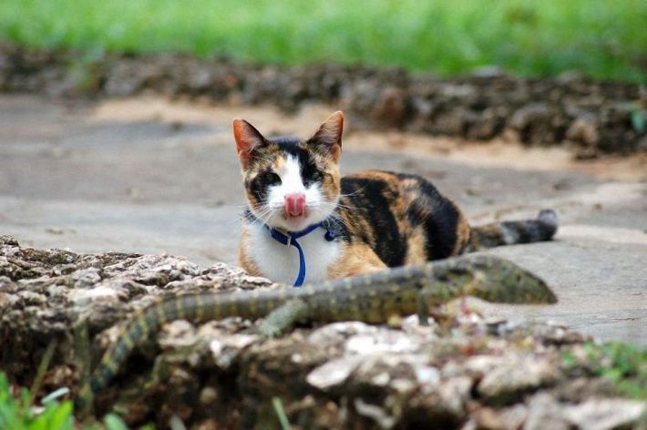 cat and lizard battle