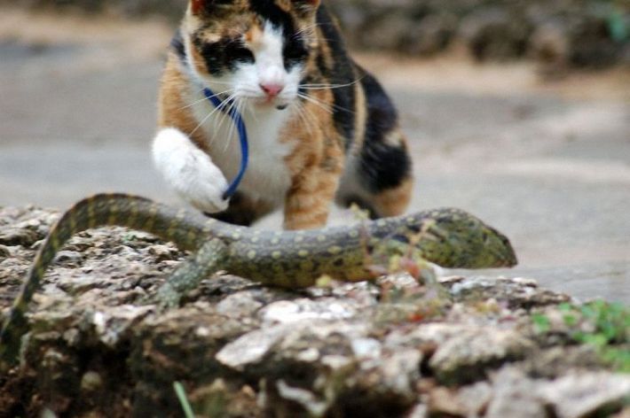 cat and lizard battle